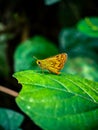 Macro shot of a beautiful yellow butterfly starring to the sky