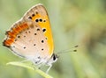 Macro shot of a beautiful yellow orange butterfly resting on a leaf.