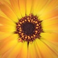 Macro shot of a beautiful yellow and orange gerber daisy Royalty Free Stock Photo