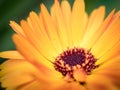 Macro shot of a beautiful yellow and orange gerber daisy Royalty Free Stock Photo