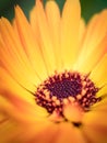 Macro shot of a beautiful yellow and orange gerber daisy Royalty Free Stock Photo