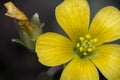 Macro shot beautiful yellow wildflowers in the garden Royalty Free Stock Photo