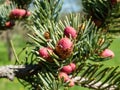 Macro shot of beautiful young pink cone buds on branches of spruce tree Royalty Free Stock Photo