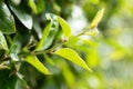 macro shot of beautiful young twig of fresh green fence at sunny morning