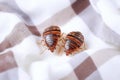 Macro Shot Of Bed Bugs On White Cloth