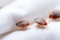 Macro Shot Of Bed Bugs On White Cloth Royalty Free Stock Photo