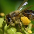Macro shot of a bee Apis sitting on ivy flowers and covered with pollen all over Royalty Free Stock Photo