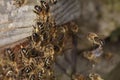 Bee flying towards beehive entrance. More bees at the entrance to the hive. Macro shot. Royalty Free Stock Photo