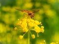 Macro shot of Bee collecting honey on the flower Royalty Free Stock Photo