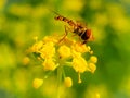 Macro shot of Bee collecting honey on the Umbrella flower Royalty Free Stock Photo