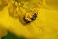Macro shot of a bee collecting nectar from the yellow flower on the blurred background Royalty Free Stock Photo