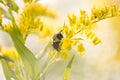 Macro shot of a bee collecting nectar from a yellow flower on an isolated background Royalty Free Stock Photo