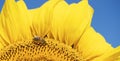 Macro shot of a bee covered with pollen on sunflower. Summer background Royalty Free Stock Photo