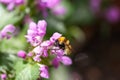 Macro shot of a bee crawling on a purple flower on a blurred background Royalty Free Stock Photo