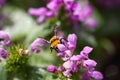 Macro shot of a bee crawling on a purple flower on a blurred background Royalty Free Stock Photo