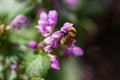 Macro shot of a bee crawling on a purple flower on a blurred background Royalty Free Stock Photo