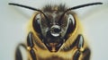 Macro shot of a bee with a drop of water on its head, highlighting the eyes and antennae Royalty Free Stock Photo