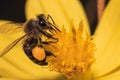 Macro shot of a bee with a full pollen basket, collecting pollen and nectar from a yellow flower