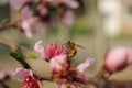 Macro shot of a bee gathering nectar on pink flower Royalty Free Stock Photo