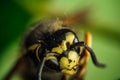 Macro shot of bee head with green blured background Royalty Free Stock Photo