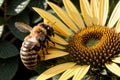 A macro shot of a bee landing on a flower