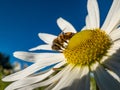 Macro shot of a bee in the middle of a flower of giant or high daisy Leucanthemella serotina with bright blue sky in background Royalty Free Stock Photo