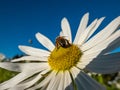 Macro shot of a bee in the middle of a flower of giant or high daisy Leucanthemella serotina with bright blue sky in background Royalty Free Stock Photo