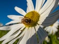 Macro shot of a bee in the middle of a flower of giant or high daisy Leucanthemella serotina with bright blue sky in background Royalty Free Stock Photo