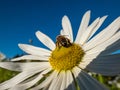 Macro shot of a bee in the middle of a flower of giant or high daisy Leucanthemella serotina with bright blue sky in background Royalty Free Stock Photo