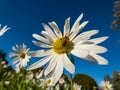 Macro shot of a bee in the middle of a flower of giant or high daisy Leucanthemella serotina with bright blue sky in background Royalty Free Stock Photo