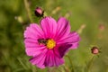 Macro shot of a bee on a pink Cosmos bipinnatus flower Royalty Free Stock Photo