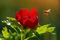 Macro shot of bee polinating paeonia peregrina - Wild plant shot in spring