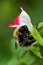 Busy bee pollinating a hot lips salvia flowers Royalty Free Stock Photo