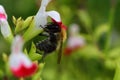 Busy bee pollinating a hot lips salvia flowers Royalty Free Stock Photo