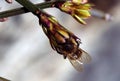 Macro shot of a bee pollinating a winter jasmine Royalty Free Stock Photo