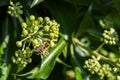 Macro shot of a bee sitting on the blossoms of an ivy Royalty Free Stock Photo