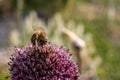 Bee sitting on a pink flower Royalty Free Stock Photo