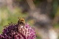 Bee sitting on a pink flower Royalty Free Stock Photo