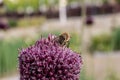 Bee sitting on a pink flower Royalty Free Stock Photo