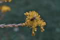 Macro shot of a bee sitting on a yellow flower Royalty Free Stock Photo