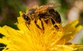 Macro shot of a bee sitting on a yellow flower Royalty Free Stock Photo