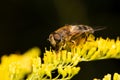 Macro shot of a bee sitting on a yellow flower and collecting nectar on a black background Royalty Free Stock Photo