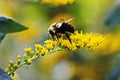 Macro shot of a bee sitting on a yellow flower and collecting nectar on an isolated background Royalty Free Stock Photo