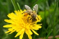 Macro shot of a bee sitting on yellow flower Royalty Free Stock Photo