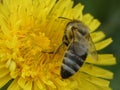 Macro shot of a bee sitting on a yellow flower Royalty Free Stock Photo