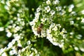 Macro Shot of a bee on small white flower