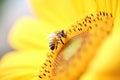 macro shot of a bee on a sunflower Royalty Free Stock Photo
