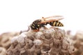 Macro shot of a bee on a vespiary on a white background Royalty Free Stock Photo