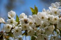 Macro shot of a bee on white cherry blossoms Royalty Free Stock Photo