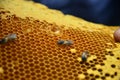 Macro shot of a beehive on a honeycomb. Bees produce fresh, healthy, honey. Concept of beekeeping